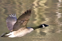 Branta canadensis